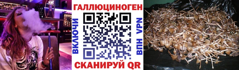 магазин продажи наркотиков  Дигора  Галлюциногенные грибы мицелий 